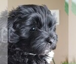 Small Photo #50 Morkie Puppy For Sale in HOLLAND, MI, USA