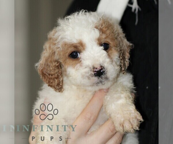 Medium Photo #4 Poodle (Miniature) Puppy For Sale in LEOLA, PA, USA