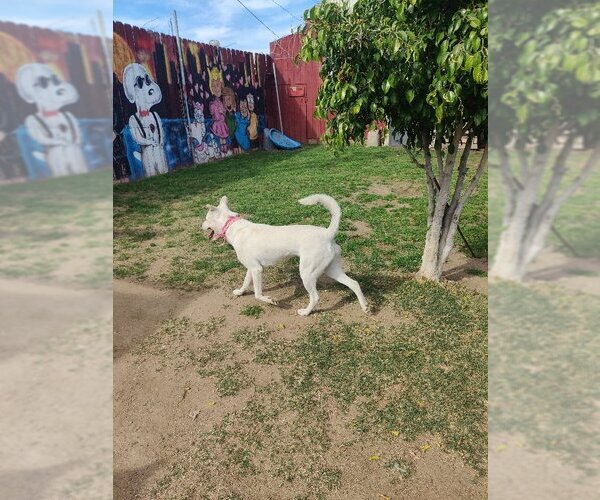 Medium Photo #5 Huskies -Unknown Mix Puppy For Sale in San Diego, CA, USA
