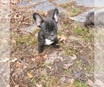 Small Photo #15 French Bulldog Puppy For Sale in N CHESTERFLD, VA, USA