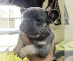 Small Photo #17 French Bulldog Puppy For Sale in TRENTON, TX, USA