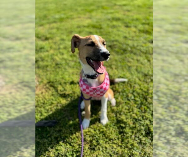 Medium Photo #2 Mutt Puppy For Sale in Evansville, IN, USA