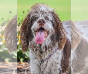 Rosemary - Female Cocker Spaniel Dog for Adoption - Photo #2