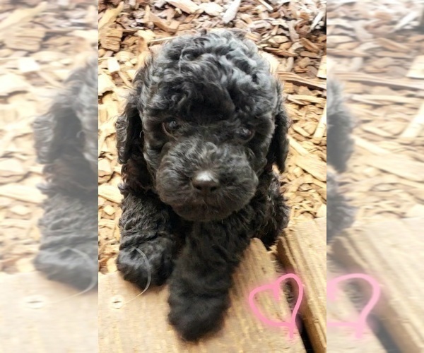 Medium Photo #5 Poodle (Miniature) Puppy For Sale in LEBANON, OR, USA