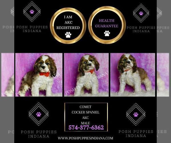 Medium Photo #3 Cocker Spaniel Puppy For Sale in WARSAW, IN, USA