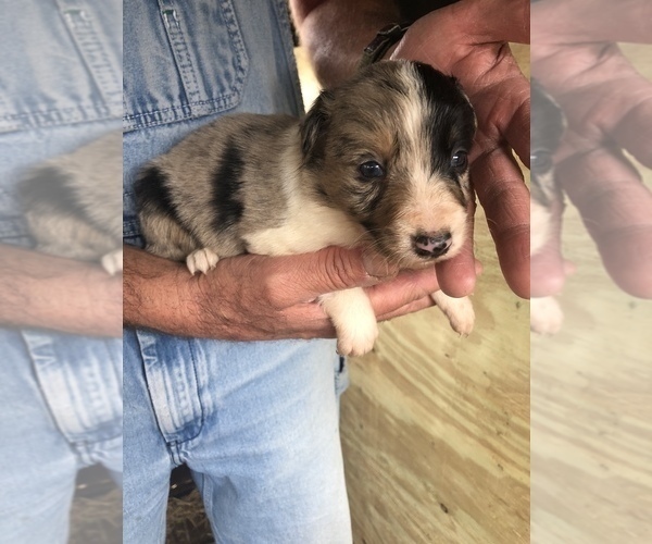 Medium Photo #2 Australian Shepherd Puppy For Sale in SILVER CREEK, MS, USA