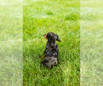 Small #6 Dachshund