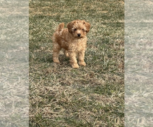 Medium Photo #1 Poodle (Miniature) Puppy For Sale in MIDDLETOWN, PA, USA