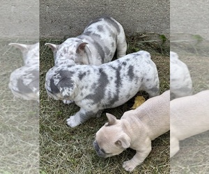 French Bulldog Litter for sale in SUSSEX, WI, USA