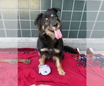 Small #2 German Shepherd Dog Mix