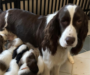Mother of the English Springer Spaniel puppies born on 12/06/2022