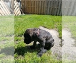 Small Photo #22 Mastiff Puppy For Sale in FULTON, NY, USA