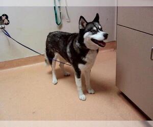 Siberian Husky Dogs for adoption in Martinez, CA, USA