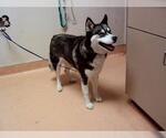 Small Siberian Husky