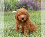 Small #3 Miniature Labradoodle