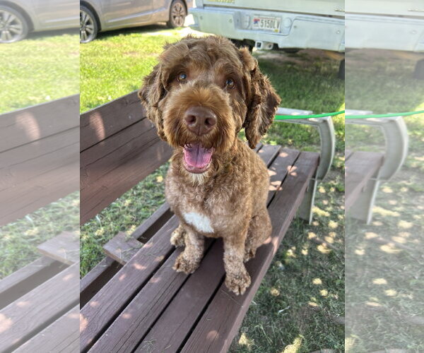 Medium Photo #6 Miniature Labradoodle Puppy For Sale in Pacolet, SC, USA