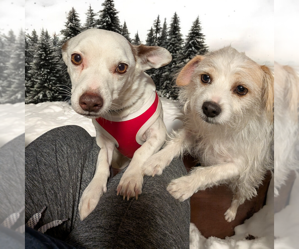 Medium Photo #4 Chihuahua-Unknown Mix Puppy For Sale in Vail, AZ, USA