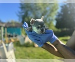 Small #15 French Bulldog
