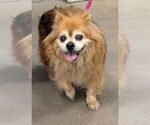 Small Pomeranian