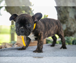Small #2 Faux Frenchbo Bulldog