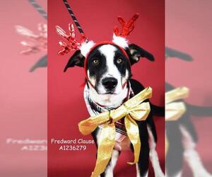 Border Collie Dogs for adoption in Bakersfield, CA, USA