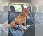 Small #6 Labrador Retriever Mix