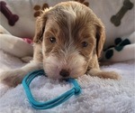 Puppy 9 Goldendoodle (Miniature)