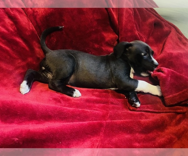 Medium Photo #5 American Pit Bull Terrier Puppy For Sale in TRENTON, NJ, USA