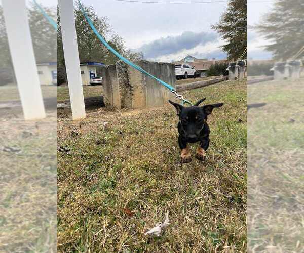 Medium Photo #3 Dachshund-Unknown Mix Puppy For Sale in Candler, NC, USA