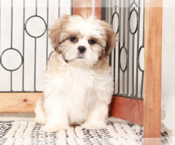 Medium Photo #3 Shih Tzu Puppy For Sale in NAPLES, FL, USA