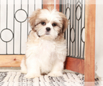 Small #2 Shih Tzu
