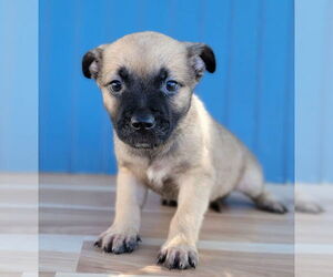 Black Mouth Cur-Pug Mix Dogs for adoption in Lakewood, CO, USA