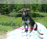 Small #3 German Shepherd Dog