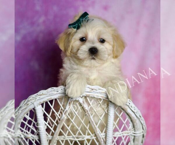 Medium Photo #84 Maltipoo (Miniature) Puppy For Sale in WARSAW, IN, USA