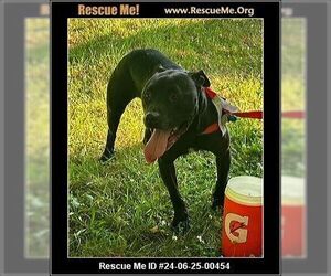 American Pit Bull Terrier-Labrador Retriever Mix Dogs for adoption in Benton, PA, USA