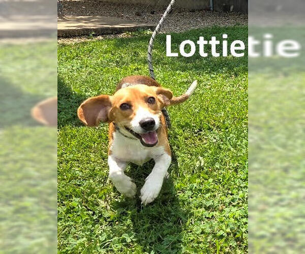 Medium Photo #1 Beagle Puppy For Sale in Cuba, NY, USA