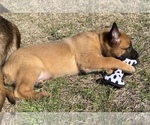 Small Photo #3 Belgian Malinois Puppy For Sale in ELLERBE, NC, USA