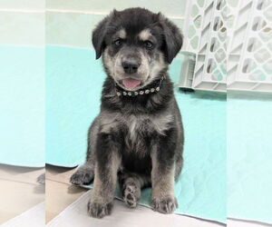 Medium Golden Retriever-Huskies  Mix