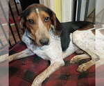 Small Bluetick Coonhound