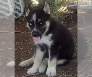 German Shepherd Dog-Siberian Husky Mix Puppy for sale in NEOSHO, MO, USA