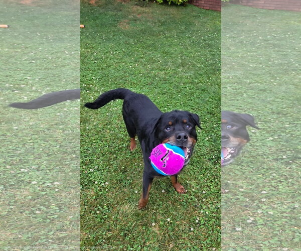 Medium Photo #9 Rottweiler Puppy For Sale in White Hall, AR, USA