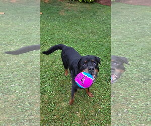 Leo - Male Rottweiler Dog for Adoption - Photo #9