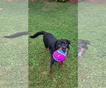Small #8 Rottweiler