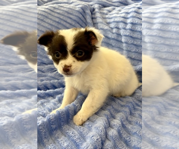 Medium Photo #7 Chihuahua Puppy For Sale in FAIR HAVEN, MI, USA
