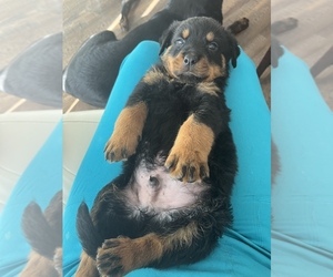 Rottweiler Puppy for Sale in TAMPA, Florida USA