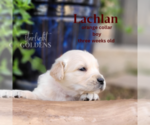 Small Photo #5 English Cream Golden Retriever Puppy For Sale in EL CAMPO, TX, USA
