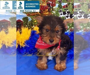 Yorkshire Terrier Puppy for sale in WINNSBORO, LA, USA