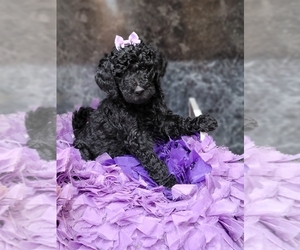 Double Doodle Puppy for sale in HOLLIS, NY, USA