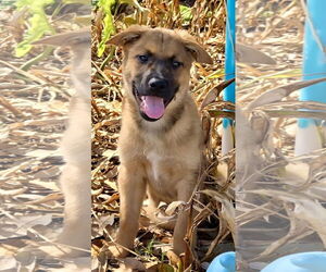 Mutt Dogs for adoption in Royal Palm Beach, FL, USA