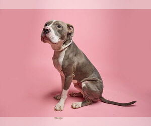 American Pit Bull Terrier Dogs for adoption in Plano, TX, USA